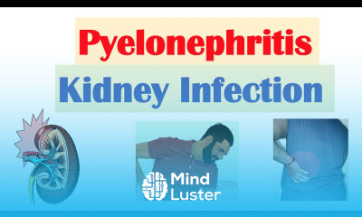 Learn Pyelonephritis Kidney Infection Causes Pathophysiology Signs ...