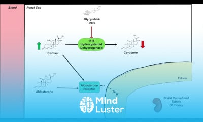 Learn Dysregulation of Cortisol and Aldosterone Black Licorice and ...