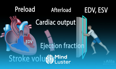 Learn Cardiac Output Stroke Volume EDV ESV Ejection Fraction - Mind Luster