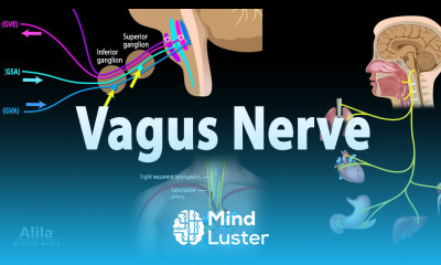 Learn Vagus Nerve Neuroanatomy and Functions Animation - Mind Luster