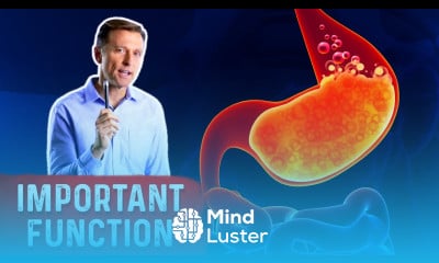 Learn The Ignored But Vital Function of the Stomach - Mind Luster