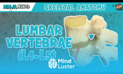 Learn Lumbar Vertebrae L1 L5 Anatomy - Mind Luster