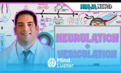 Learn Embryology Neurulation Vesiculation Neural Crest Cell Migration ...