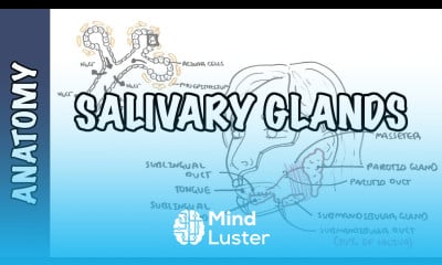 Learn Salivary Glands Anatomy And Physiology Mind Luster